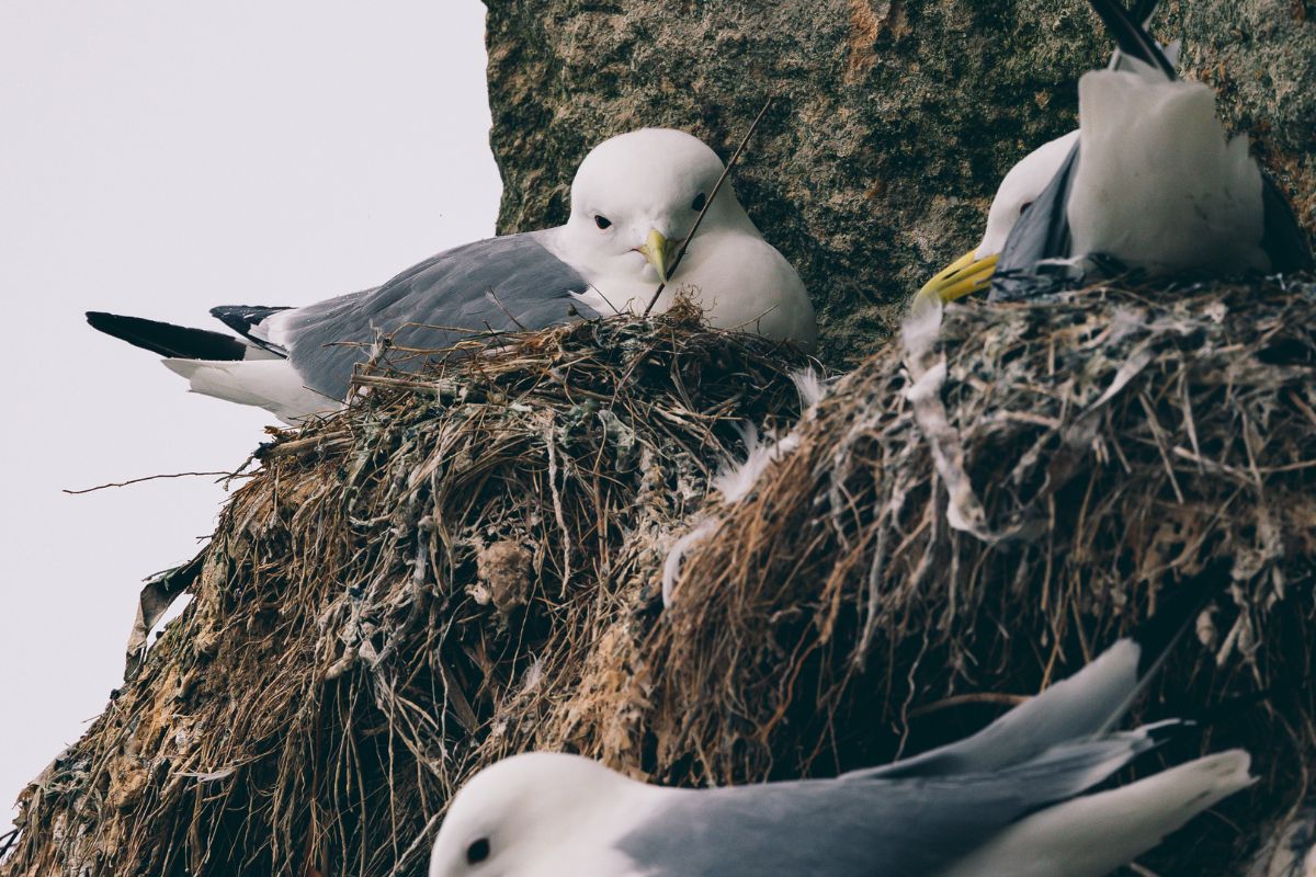 Dreizehenmöwe auf Helgoland