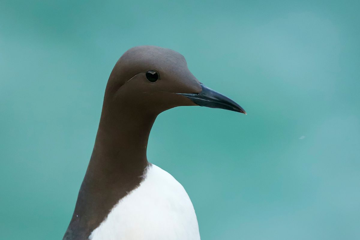 Trottellumme auf Helgoland