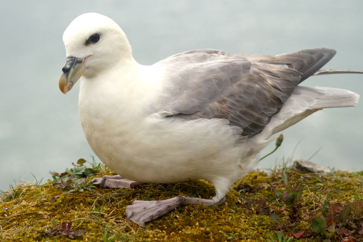 Eissturmvogel auf Helgoland
