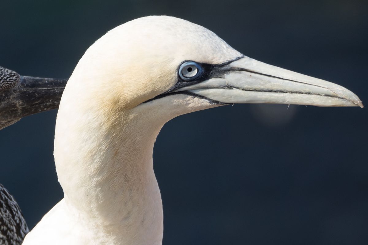 Basstölpel auf Helgoland