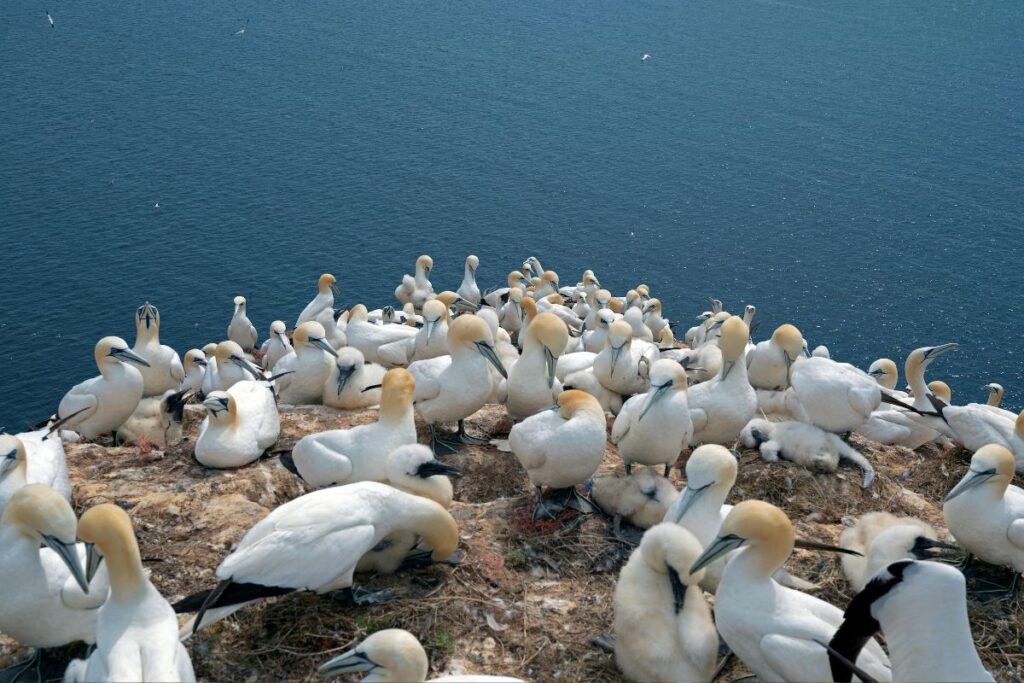 northern-gannets