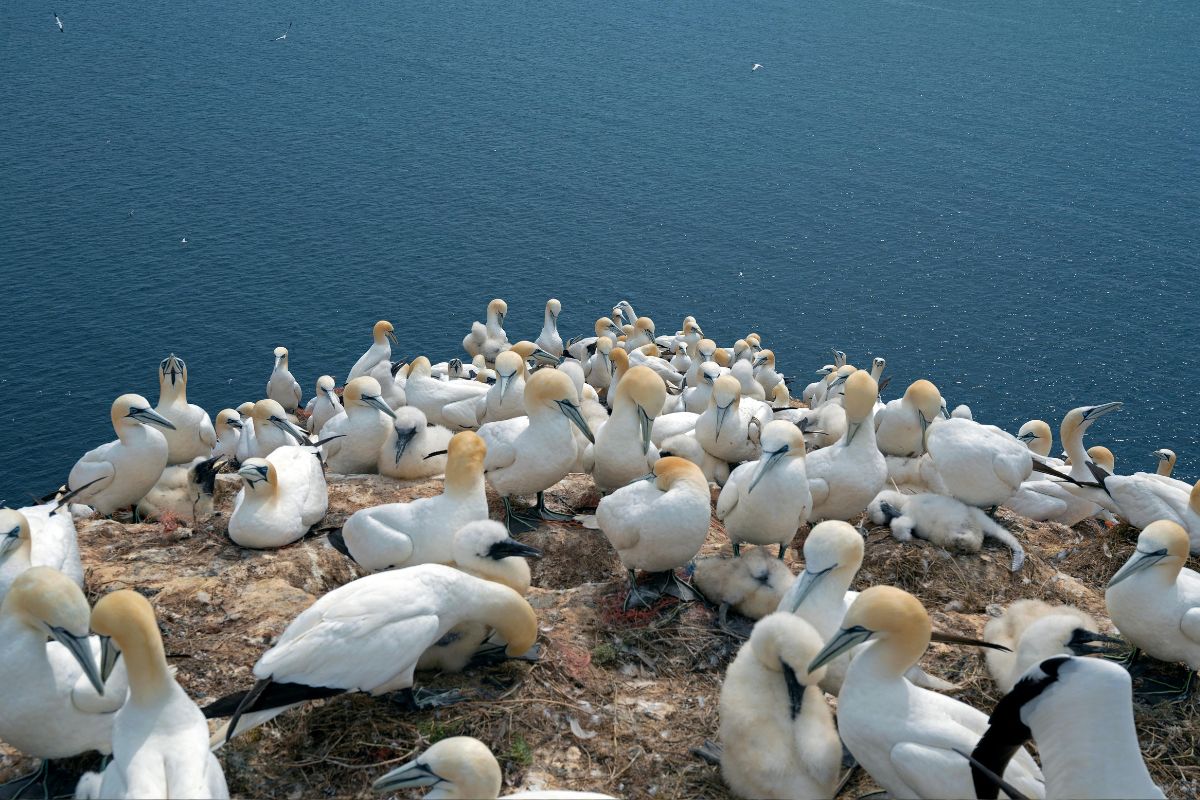 northern-gannets