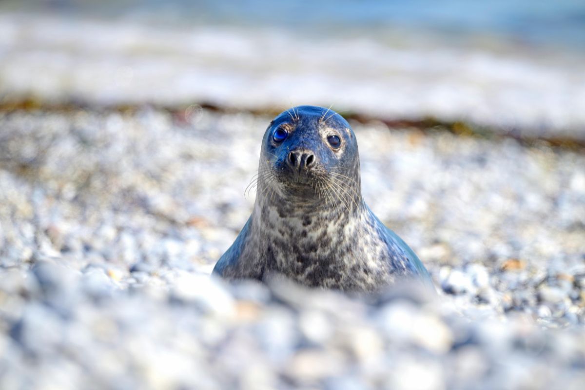 Robben auf der Düne bei Helgoland
